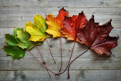 coloured leaves representing different seasons through the year