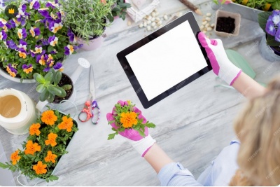 top-down view of a gardening workspace with a gardener holding a tablet & an orange marigold flower