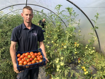 a member of carpenters staff standing in a greenhouse holding a blue crate filled with ripe red tomatoes